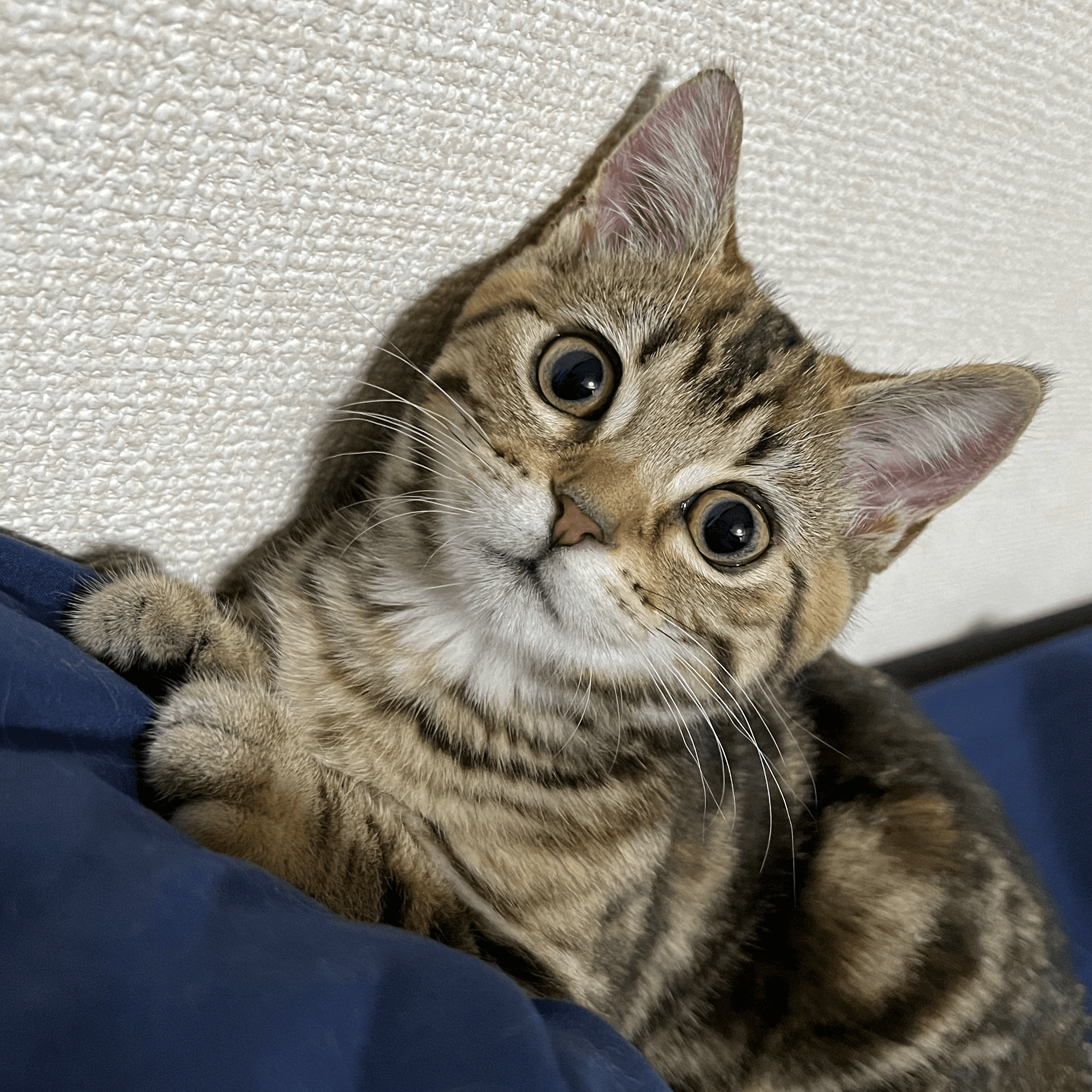 neko