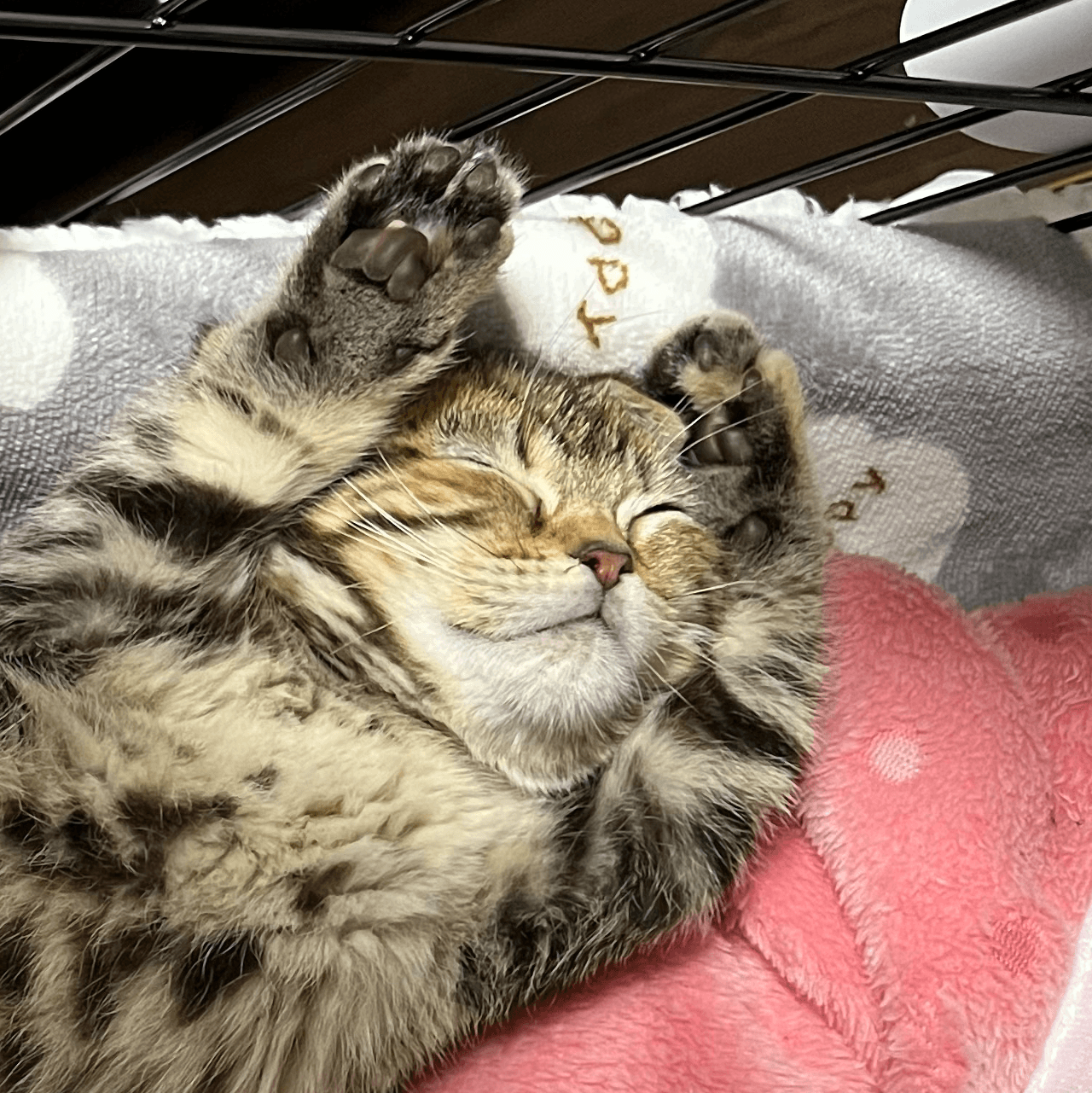 neko